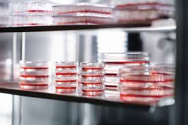 二氧化碳培養(yǎng)箱做培養(yǎng)時注意培養(yǎng)箱濕度、防止箱內(nèi)污染做好箱內(nèi)消毒